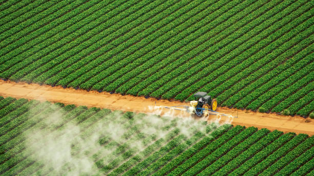 Best Ant Control Services  in Paradise Hills, NM