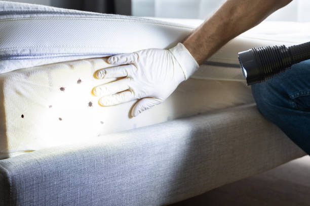Best Best Pest Control Companies  in Paradise Hills, NM