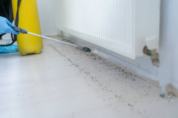 Best Affordable Pest Control Services  in Paradise Hills, NM